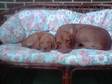 male vizsla dog puppy for sale , docked and dewclawed by vet