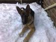 Sammy is a big boned 5 month old,  loyal,  fun loving and
