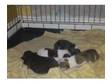 staffordshire bull terrier puppies. Excellent pedigrees.....
