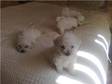 Beautiful Bichon Frise puppies. Ready now. Full pedigree and