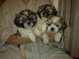 K.C Reg,  I have 3 adorable puppies left from a litter of 7
