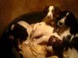 Springer Spaniel Puppies Liver and White . lovey nature