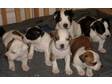 Kc reg Staffordshire bull terrier puppies,  black &....
