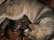pedigree and kc registered Alaskan malamute puppies for