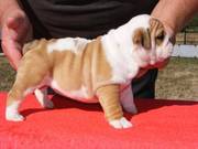 Champ English Bulldog Puppies Available