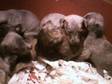 whippet puppies kc pedigree , will be wormed to date before