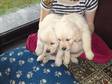 These pups are pale in colour and are kc registered.