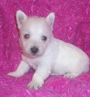 West Highland Terrier Puppies For Sale