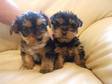 pedigree yorkie pups for sale bred for size, looks and
