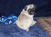 Cute and lovely Pug puppy for adoption 